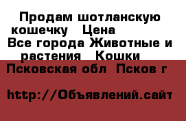 Продам шотланскую кошечку › Цена ­ 10 000 - Все города Животные и растения » Кошки   . Псковская обл.,Псков г.